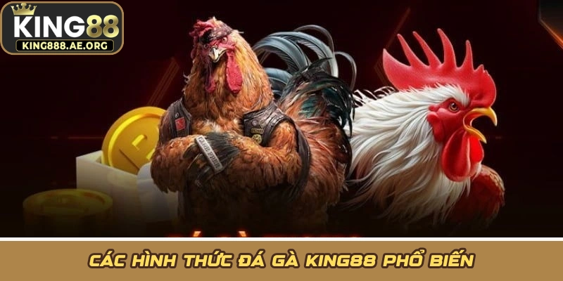 Các hình thức đá gà KING88 phổ biến Các hình thức đá gà KING88 phổ biến