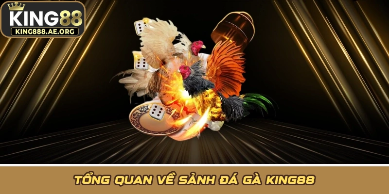 Tổng quan về sảnh đá gà KING88 Tổng quan về sảnh đá gà KING88